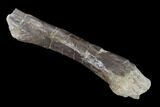 Permian Amphibian (Eryops) Fossil Fibula Bone - Texas #153733-3